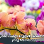 Jenis Bunga Anggrek, Keindahan yang Memesona