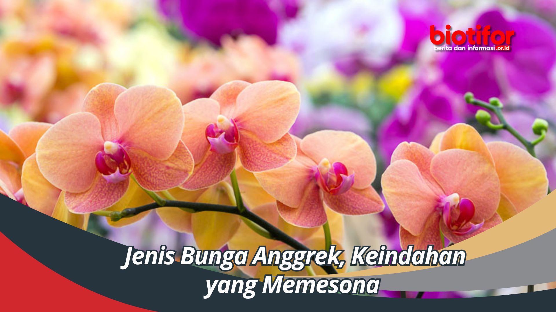 Jenis Bunga Anggrek, Keindahan yang Memesona