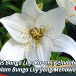 Jenis Bunga Lily: Ragam Keindahan dalam Bunga Lily yang Menawan
