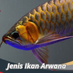 Jenis Ikan Arwana