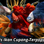 Jenis Ikan Cupang