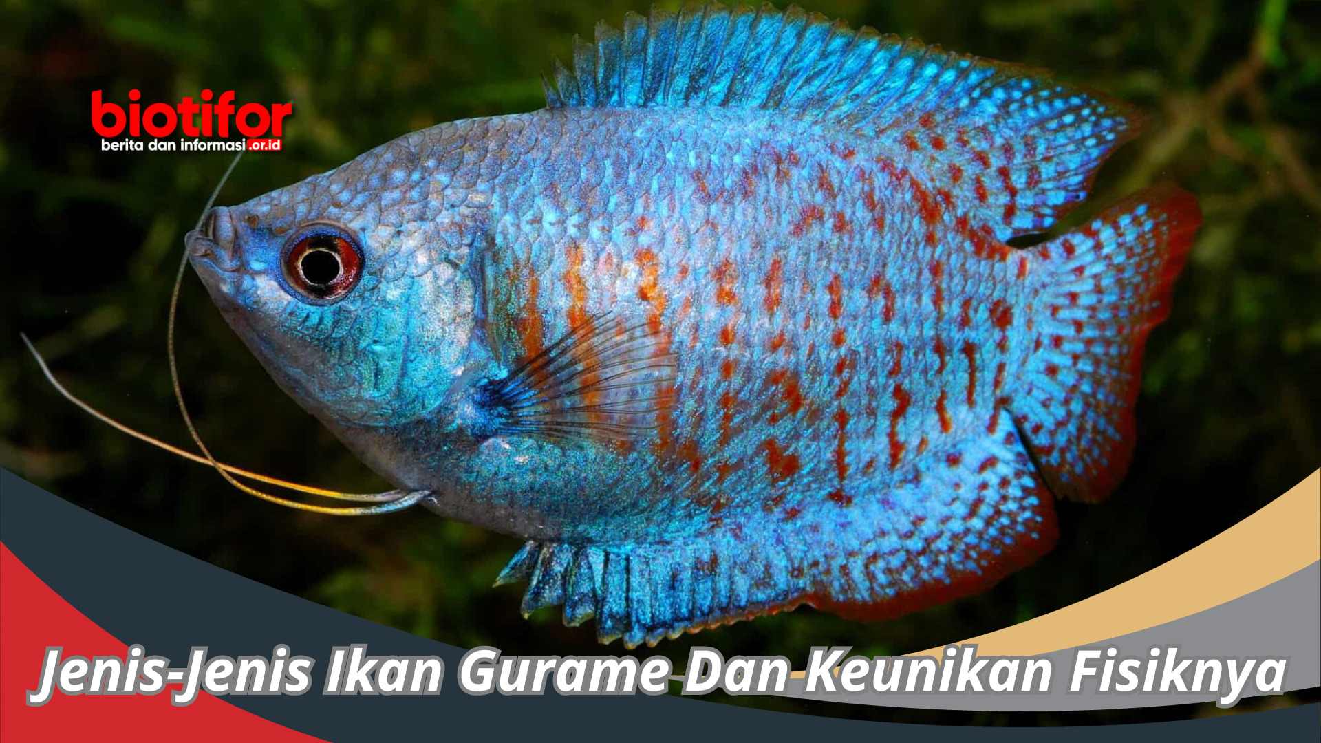 Jenis-Jenis Ikan Gurame Dan Keunikan Fisiknya