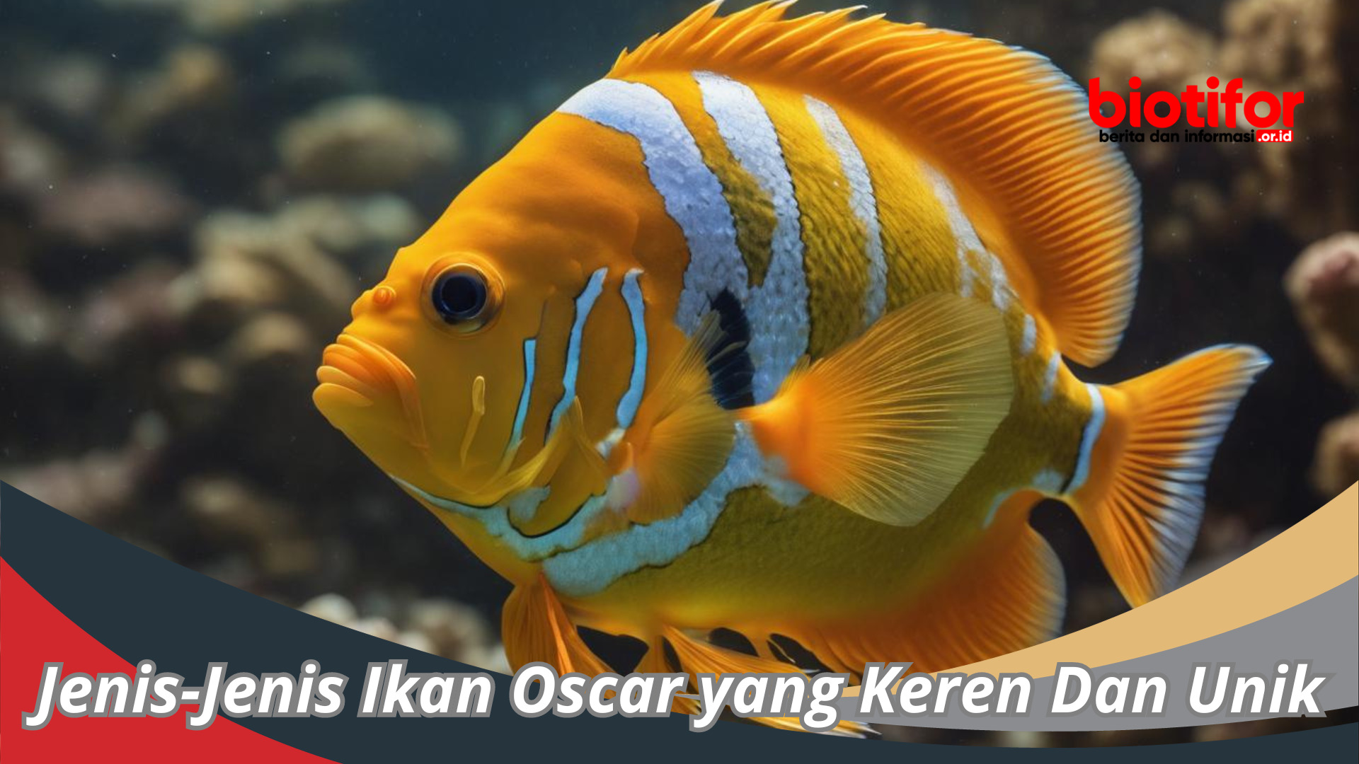 Jenis-Jenis Ikan Oscar yang Keren Dan Unik