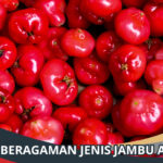 Jenis Jambu Air