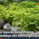 Jenis Sayuran Dalam Polybag, Cara Budidaya dan Keuntungannya