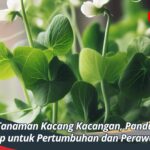 Jenis Tanaman Kacang Kacangan, Panduan Lengkap untuk Pertumbuhan dan Perawatan