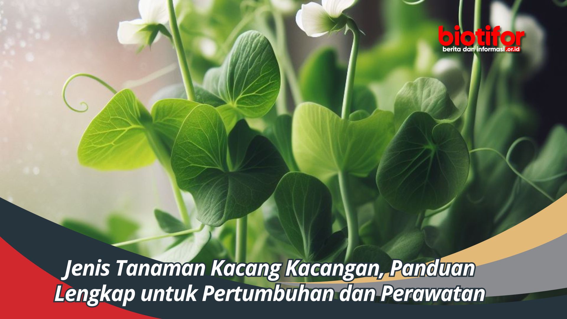 Jenis Tanaman Kacang Kacangan, Panduan Lengkap untuk Pertumbuhan dan Perawatan