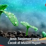 Jenis Tanaman yang Cocok di Musim Hujan