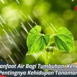 Manfaat Air Bagi Tumbuhan, Kenali Pentingnya Kehidupan Tanaman