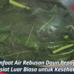 Manfaat Air Rebusan Daun Pepaya, Khasiat Luar Biasa untuk Kesehatan