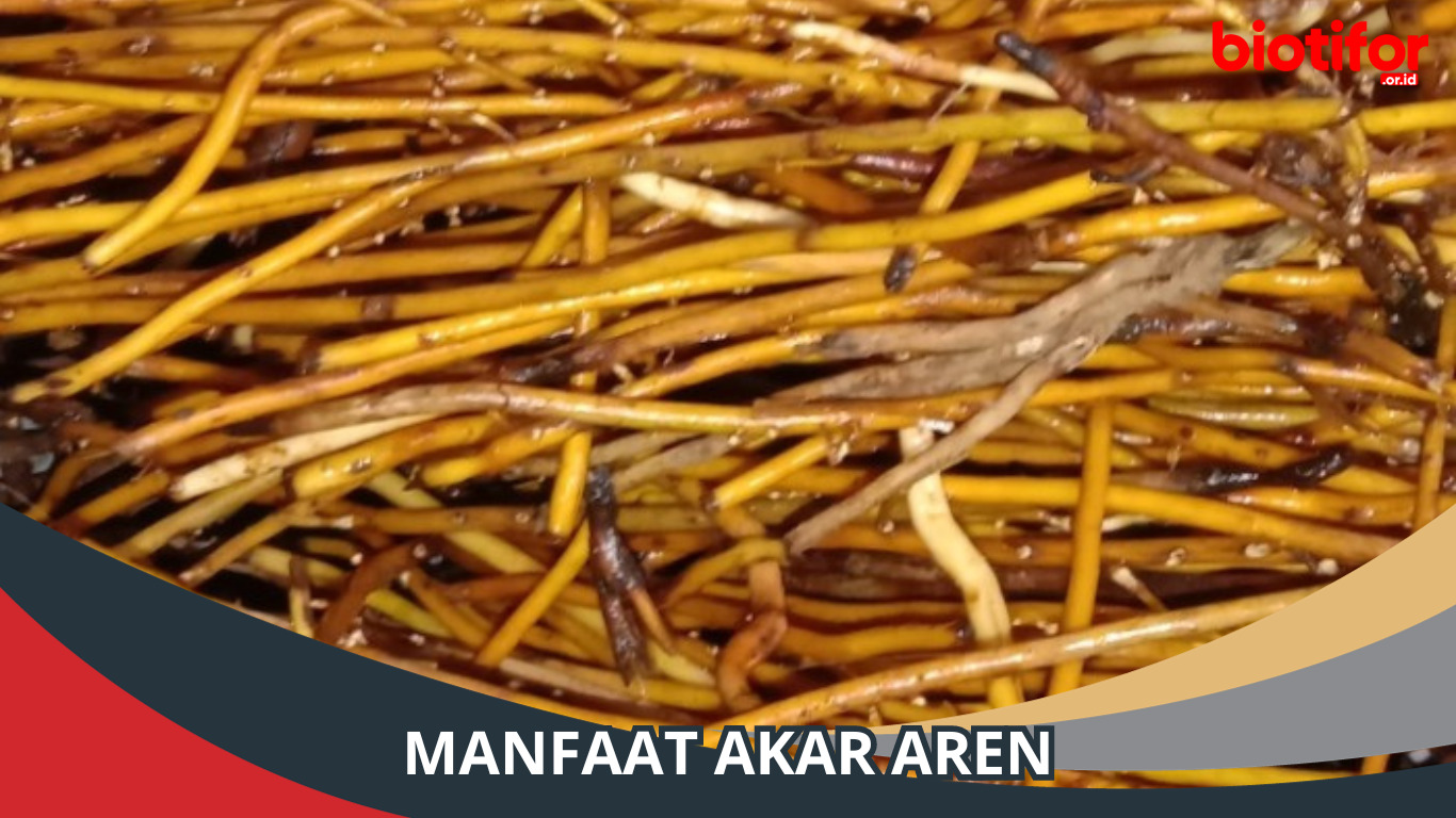 Inilah 7 Manfaat Akar Aren, Bisa Memperlancar BAB