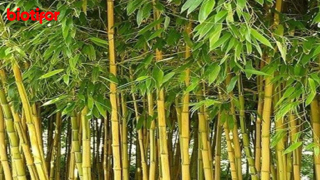 Manfaat Kesehatan Akar Bambu Kuning