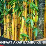 Manfaat Akar Bambu Kuning