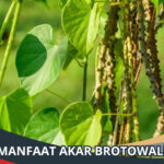 Manfaat Akar Brotowali