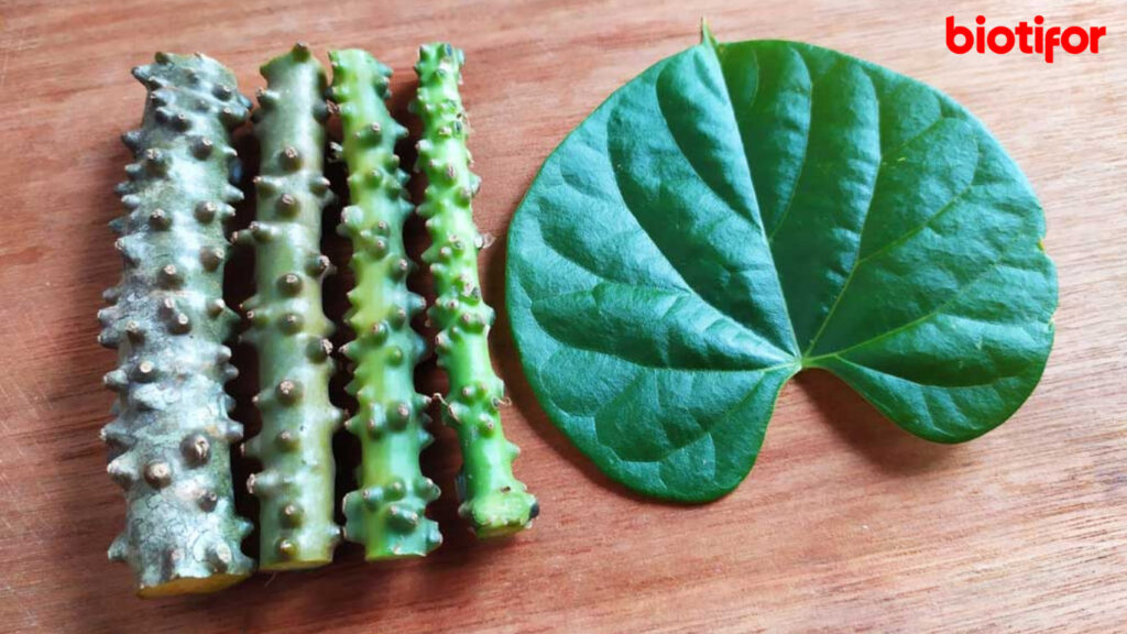 Kandungan Nutrisi dalam Akar Brotowali