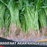 Manfaat Akar Kangkung