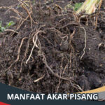 Manfaat Akar Pisang