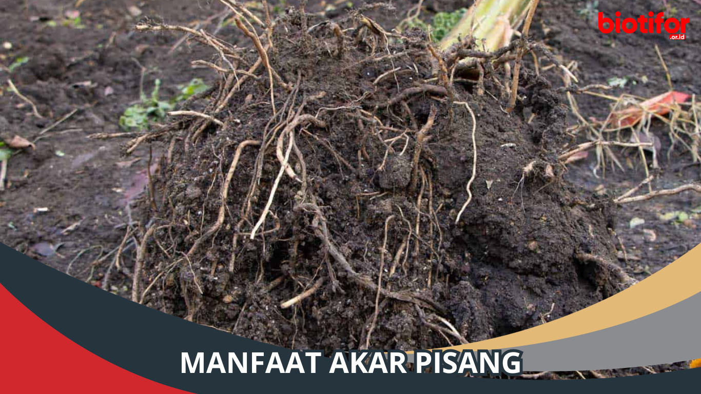 Manfaat Akar Pisang