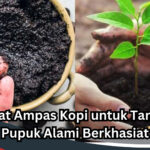 manfaat ampas kopi untuk tanaman