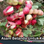 Manfaat Asam Belanda