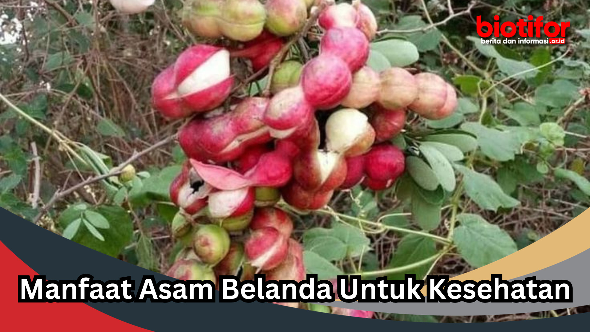 Manfaat Asam Belanda Untuk Kesehatan