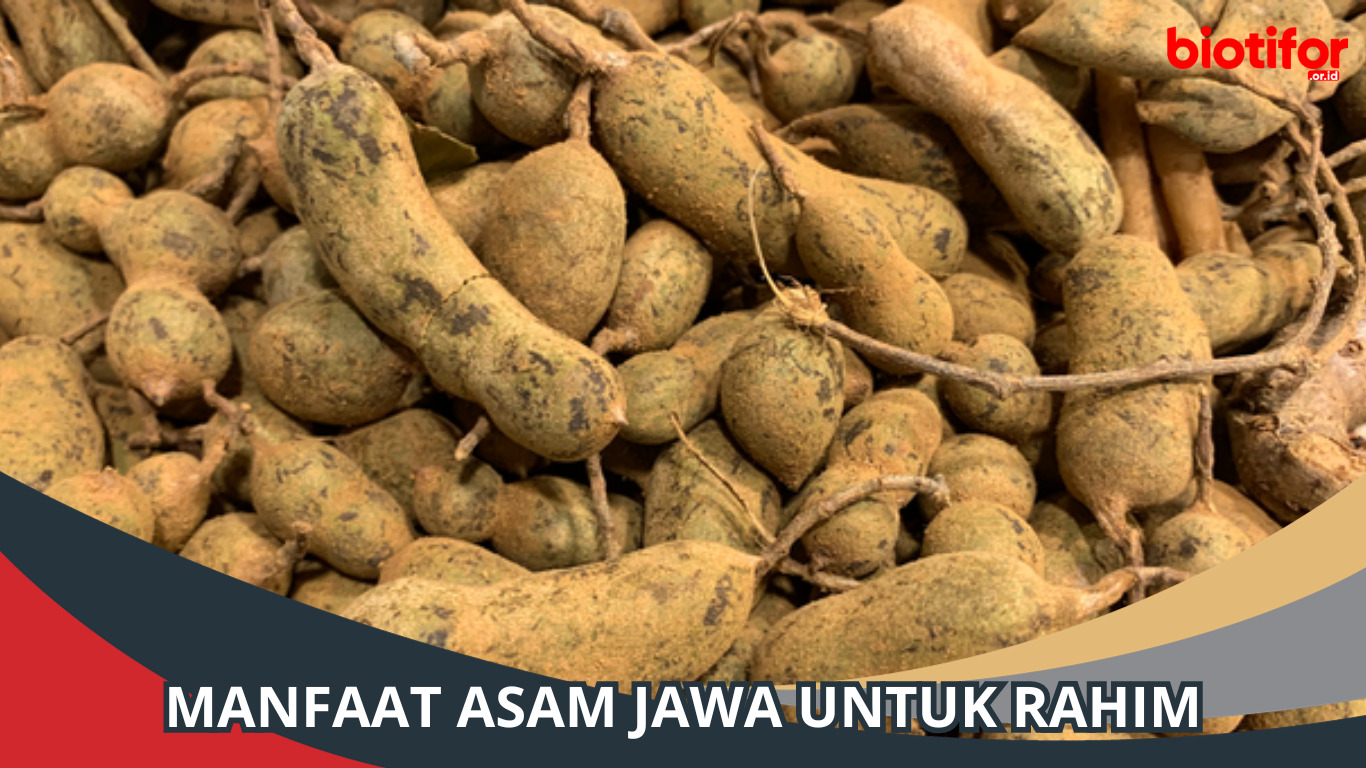 Manfaat Asam Jawa untuk Rahim: Rahasia Kesehatan Wanita