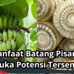 Manfaat Batang Pisang