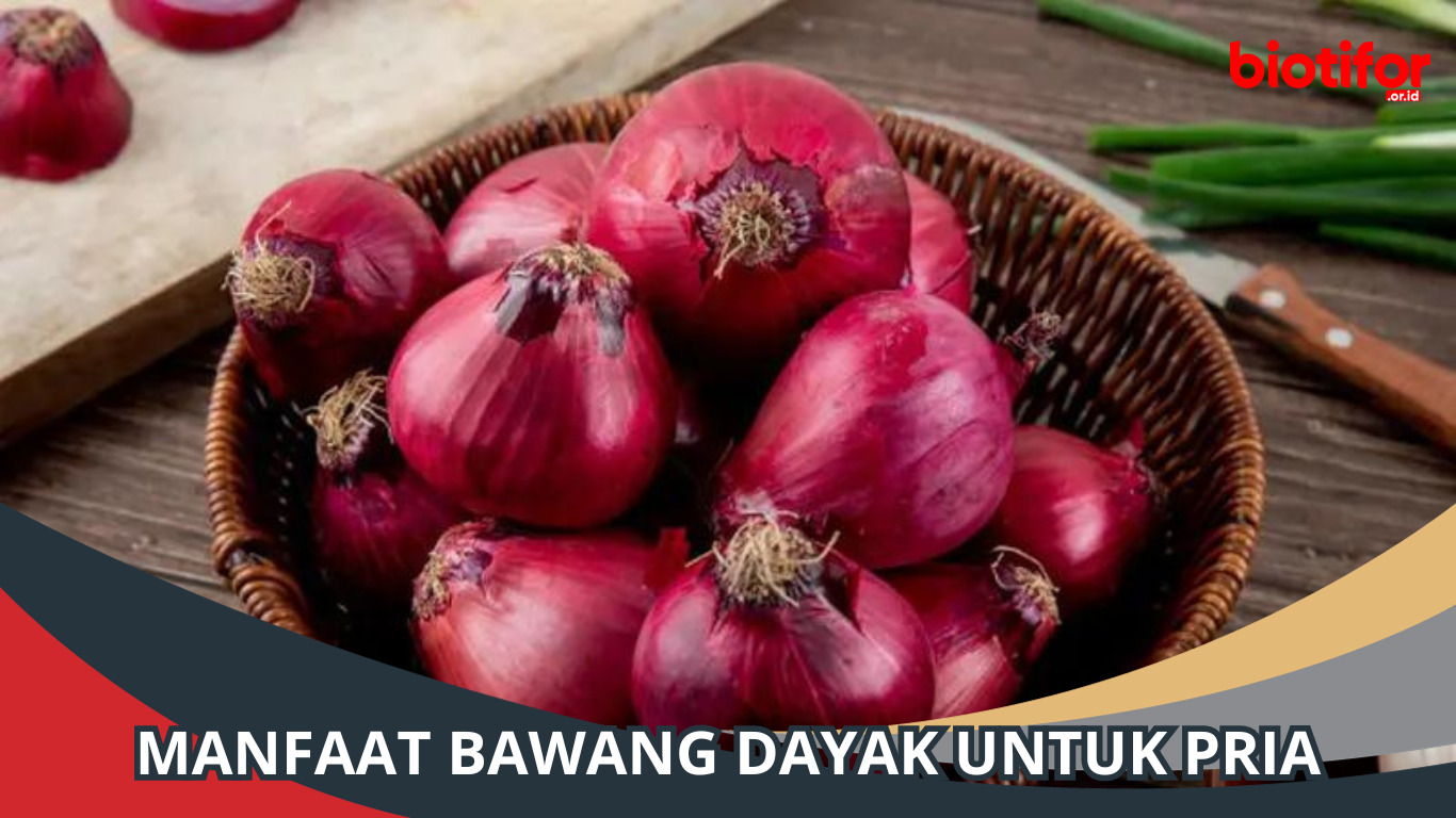Manfaat Bawang Dayak untuk Pria: Kesehatan Vitalitas Meningkat
