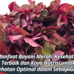 Manfaat Bayam Merah: Kesehatan Terbaik dan Kaya Nutrisi untuk Kesehatan Optimal dalam Setiap Gigitan