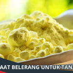 Manfaat Belerang untuk Tanaman