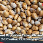 Manfaat Biji Durian Rebus, Khasiat Luar Biasa untuk Kesehatan Anda