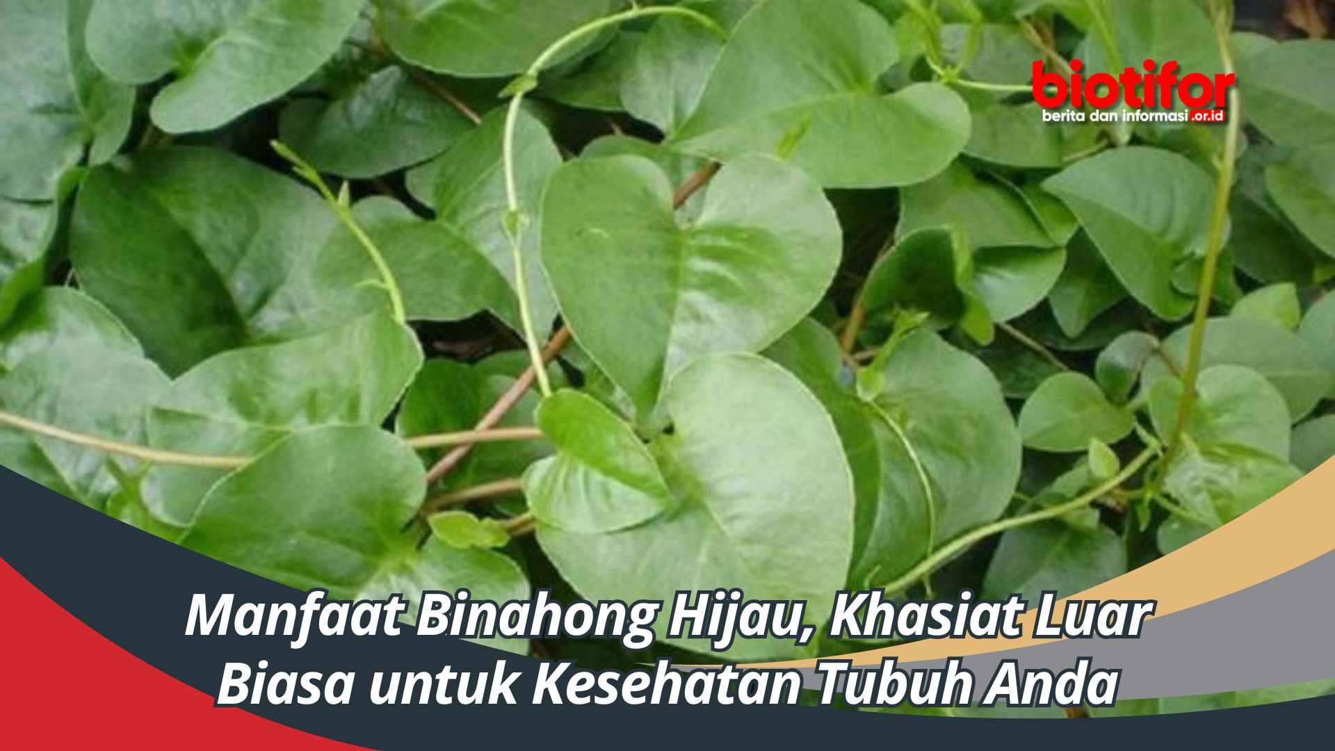 Manfaat Binahong Hijau, Khasiat Luar Biasa untuk Kesehatan Tubuh Anda