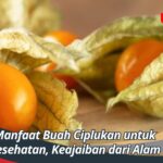 Manfaat Buah Ciplukan untuk Kesehatan, Keajaiban dari Alam