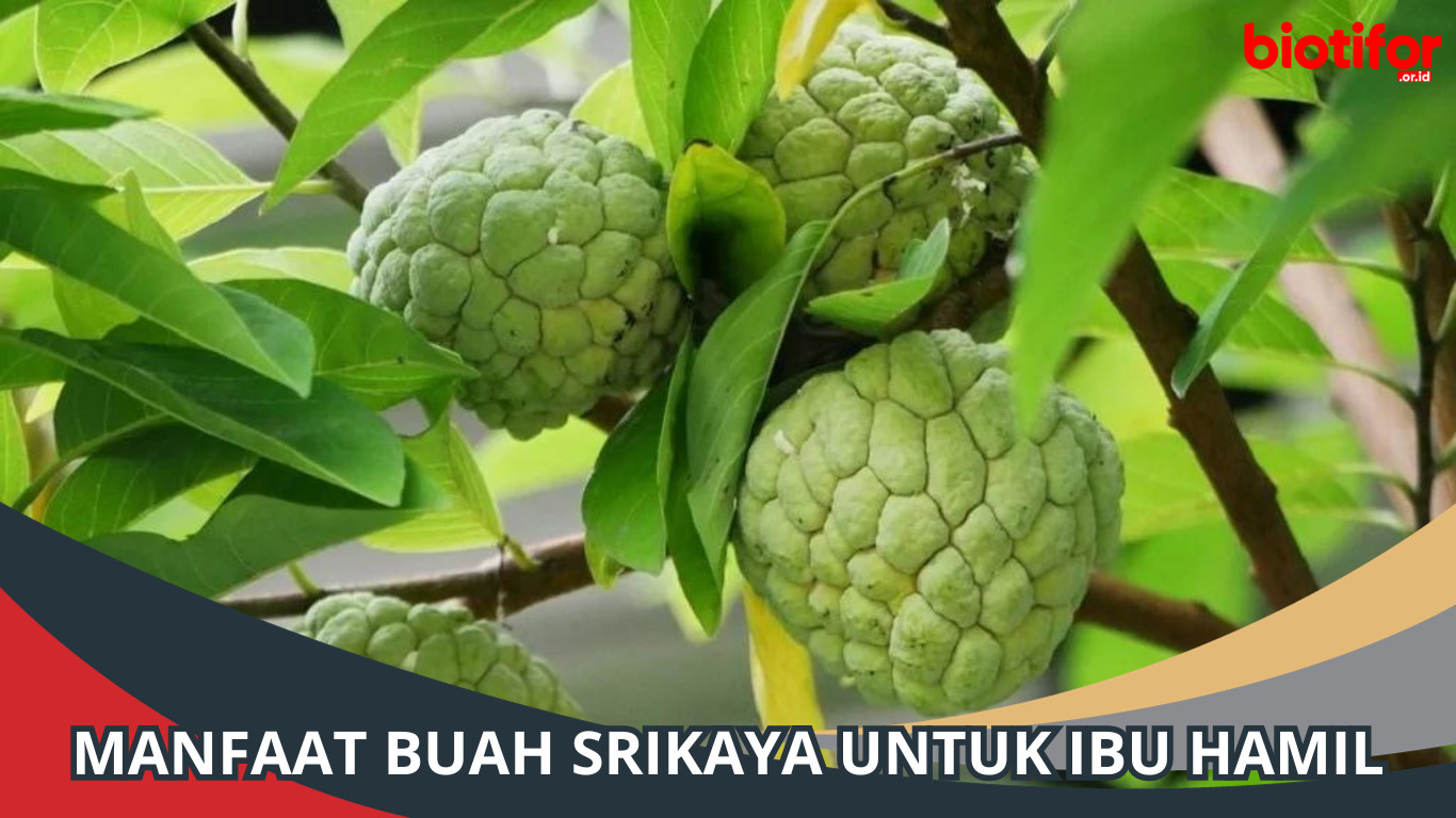 Manfaat Buah Srikaya untuk Ibu Hamil: Pilihan Sehat yang Lezat