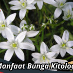 Manfaat Bunga Kitolod