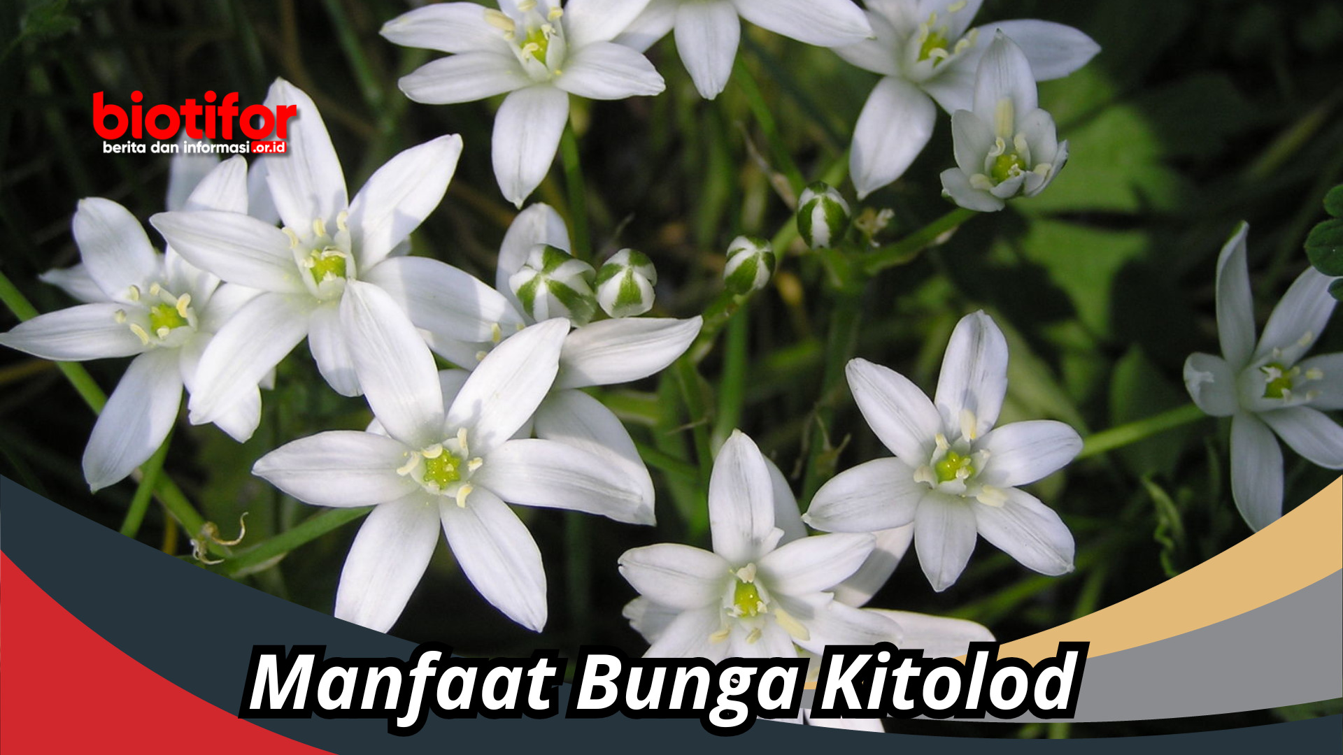 Manfaat Bunga Kitolod