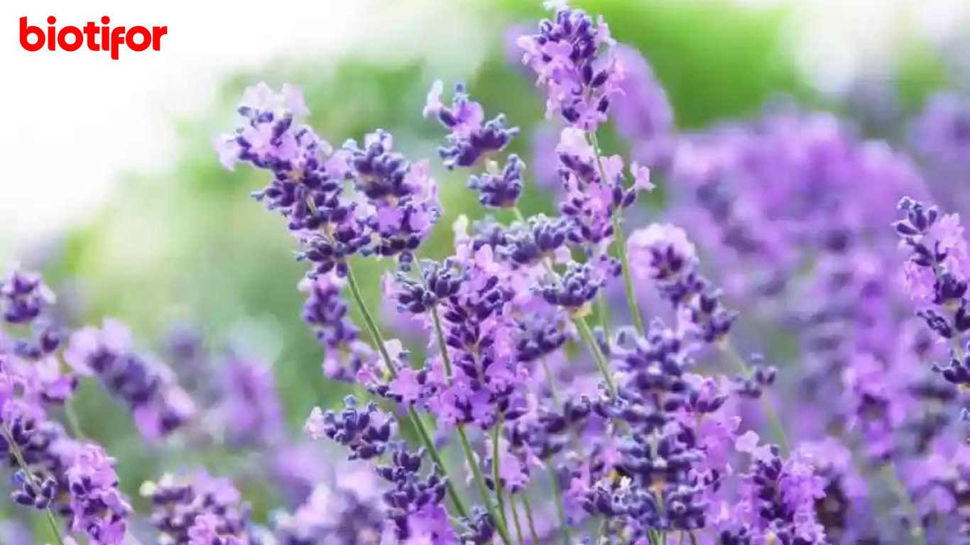 Manfaat Bunga Lavender untuk Kulit, Antibakteri dan Antimikroba! Biotifor