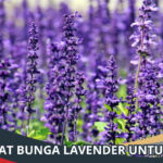 Manfaat Bunga Lavender untuk Kulit