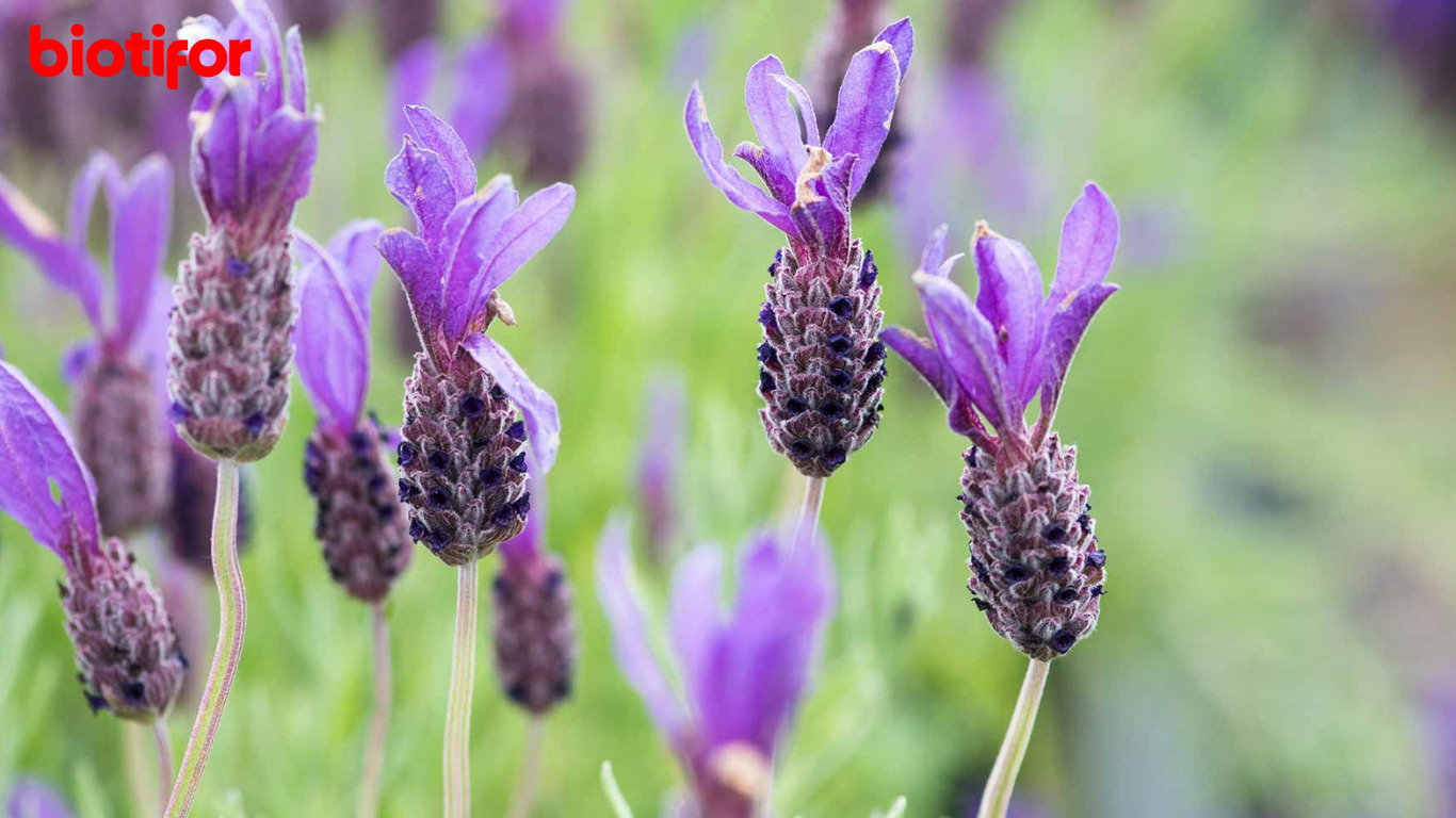 Manfaat Bunga Lavender untuk Kulit, Antibakteri dan Antimikroba! Biotifor
