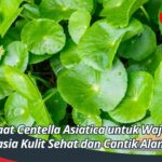 Manfaat Centella Asiatica untuk Wajah, Rahasia Kulit Sehat dan Cantik Alami
