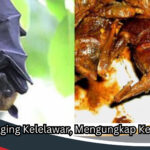 Manfaat Daging Kelelawar