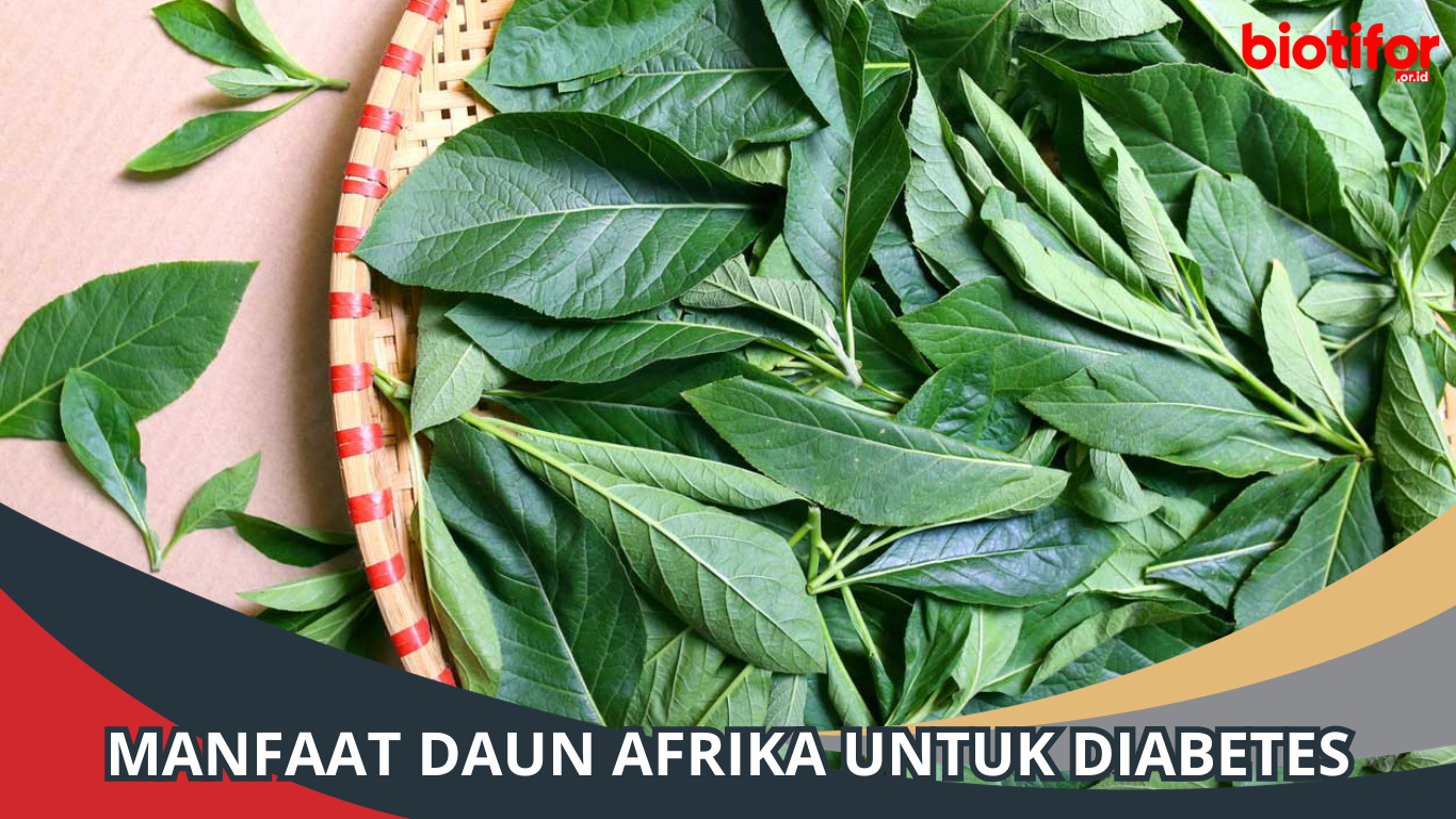 Manfaat Daun Afrika untuk Diabetes