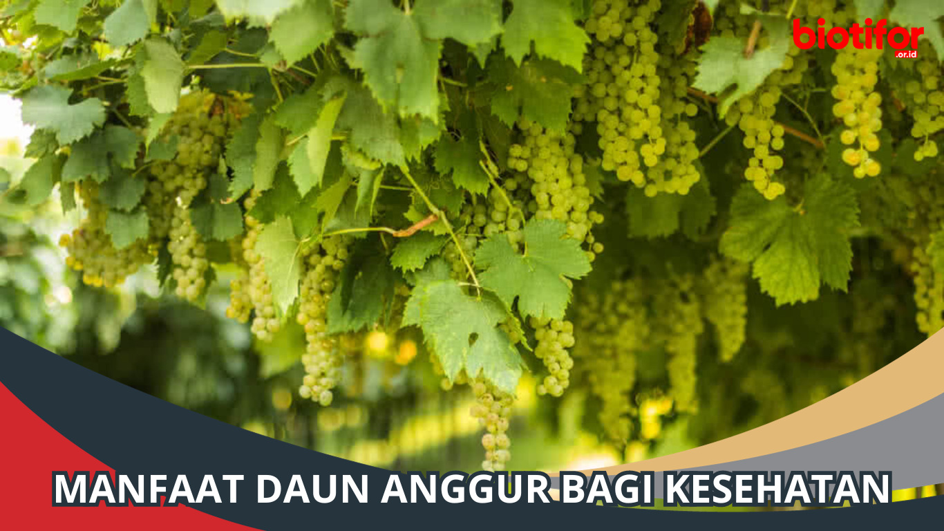 Manfaat Daun Anggur Bagi Kesehatan, Simak Penjelasannya!