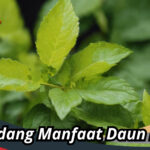 Manfaat Daun Basil