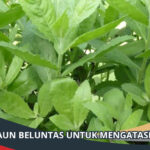 Manfaat Daun Beluntas untuk Mengatasi Bau Badan