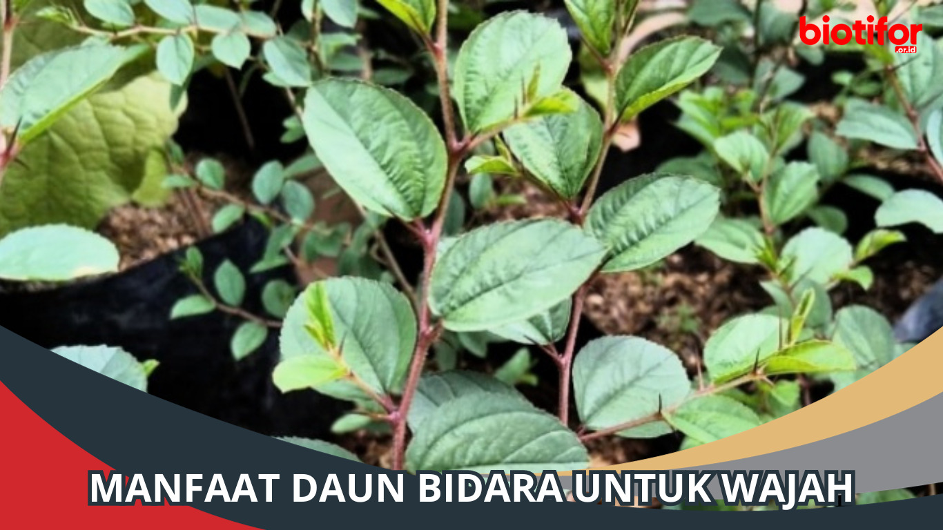 Manfaat Daun Bidara untuk Wajah: Rahasia Cantik Alami