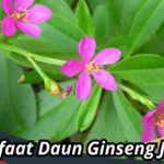 Manfaat Daun Ginseng Jawa