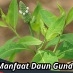 Manfaat Daun Gunda