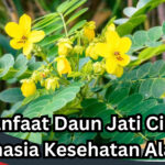 Manfaat Daun Jati Cina