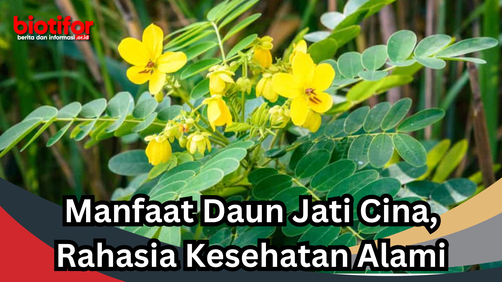 Manfaat Daun Jati Cina, Rahasia Kesehatan Alami